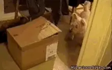 Dogs Box