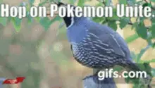 Unite Pokemon Unite