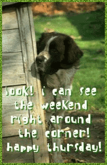 Dog Sees the Weekend