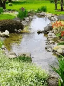 Water Tree