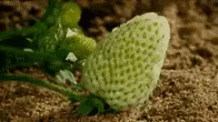 phallus