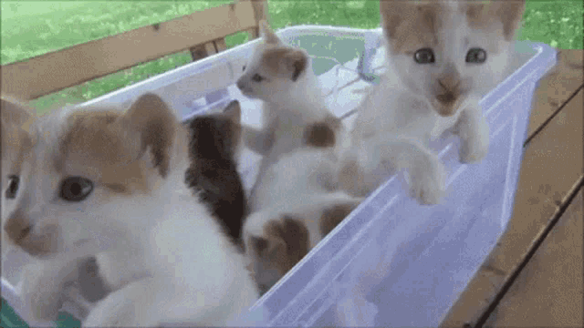 Playful Kittens in a Container