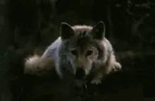 Wolf Morning