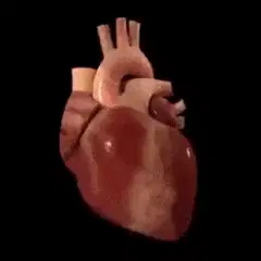 KALP ATIŞI ANİMASYONLU GÖSTERİM