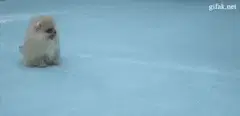pomeranian