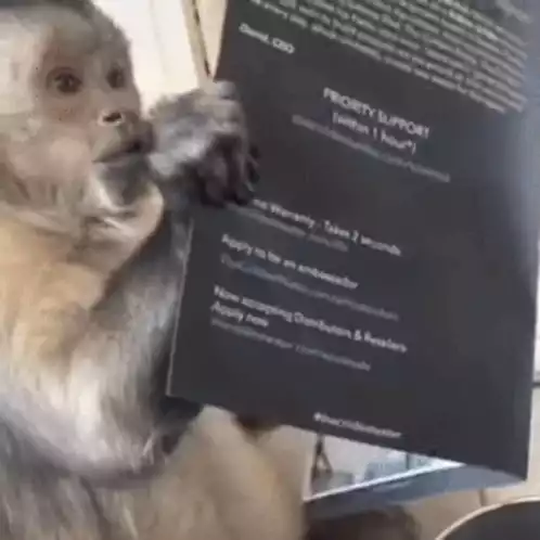 Monkey Reads 'The Coldest Water' Manual