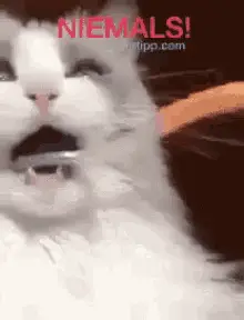 Niemals Cat