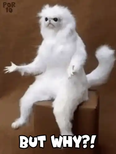 But Why?! Persian Room Cat Guardian Meme