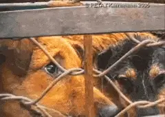 Fur Ever Friends