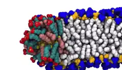Gold nanoparticles easily penetrate cells