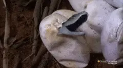 Cameras Capture the Birth of 14 Black Mambas