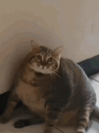 Nova the Big Fat Cat Scratching Herself