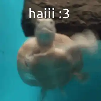 Cute Turtle Swim with 'haiii :3' Caption