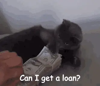 Cat Asks 'Can I Get A Loan?' with Money