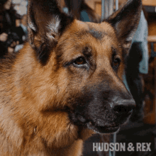 Shocked Rex: Hudson & Rex German Shepherd