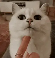 Speckmietz Cat