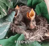 Babybird Babybirdhungry