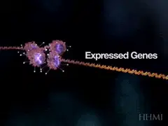 How Methylation Silences Genes
