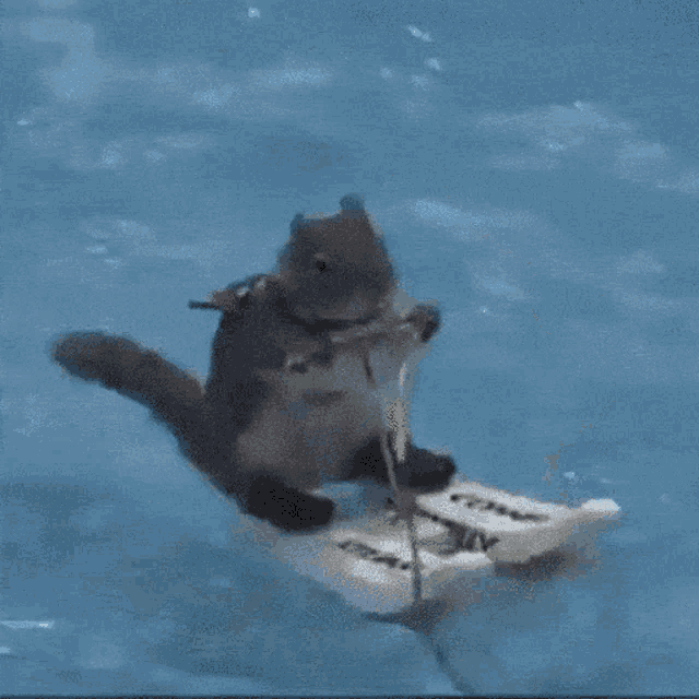 Chipmunk Water Skiing Fun