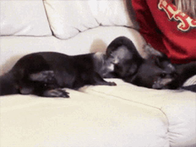 Otters Cuddle and Play on Couch