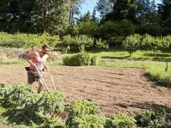 transplant