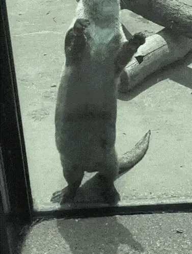 Seso the Otter Standing Tall