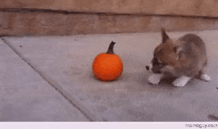 Furry Friends Forever