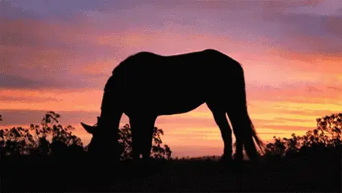 Horse's Sunset Snack