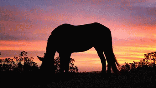 Horse's Sunset Snack