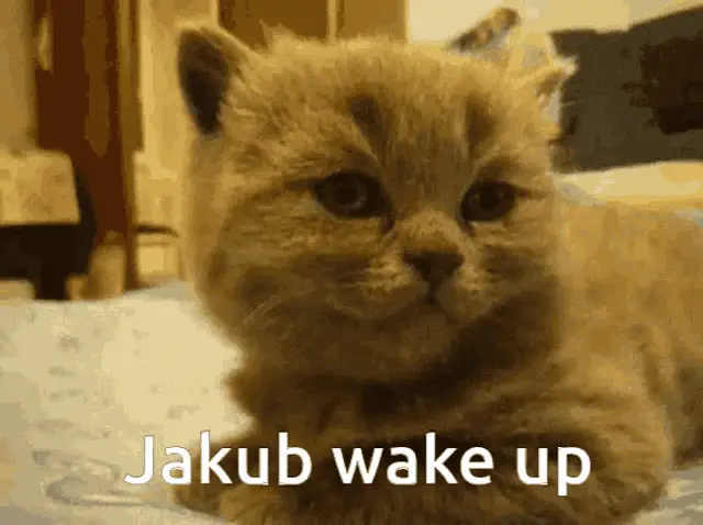 Jakub Wake Up - Kitten Reacts