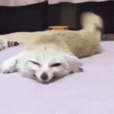 Happy Fennec Fox Relaxing