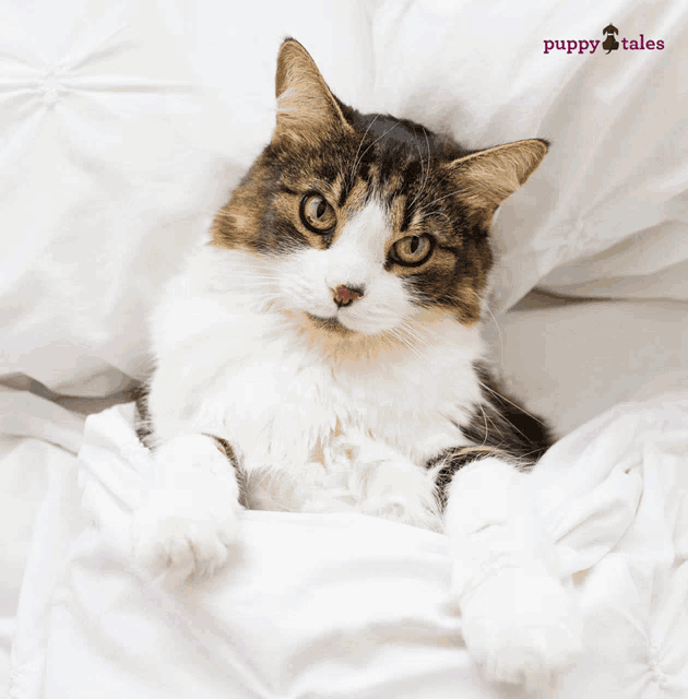 Puppytalesphotos: Caturday Cat on a White Bed