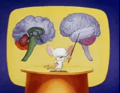 Pinky&Brain Stammhirn Song