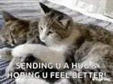 Funnyanimals Cats