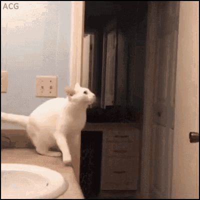 Cat Jump Fail: White Cat Misses Door Frame