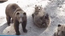 Bear Hello