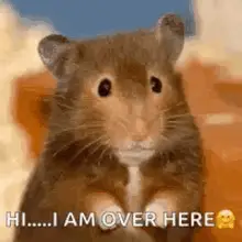 Hamster Hello