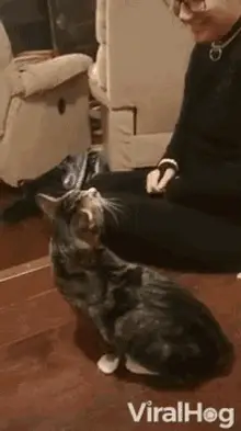 Hiss Upset