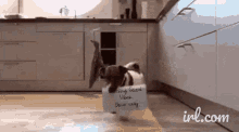 GIF nahrál Jameson