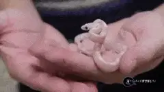 It's like a mini cobra (reddit)