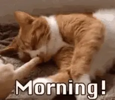 Good Morning Sleepy Cat – free GIF download | meme platform | memes GIF