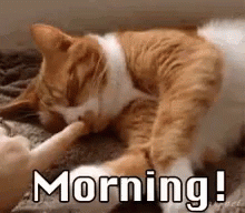 Good Morning Sleepy Cat – free GIF download | meme platform | memes GIF