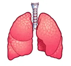 lungs pagespeed ce ZU