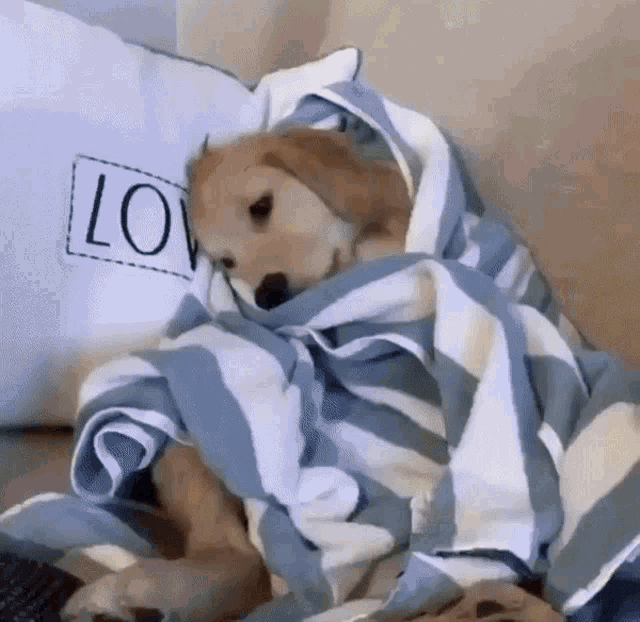 Sleepy Puppy Snuggled in Blanket