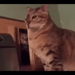A normal day with friends