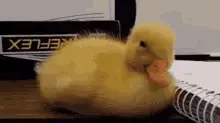 Duck Tired