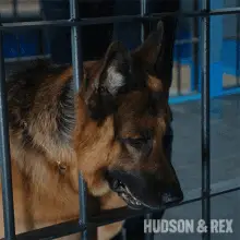 What Rex