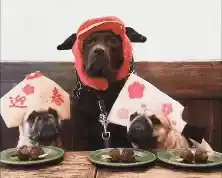 Pugs in Hats Eating