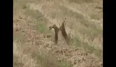 conejos peleando 2016 "persi"