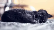 Snoozin